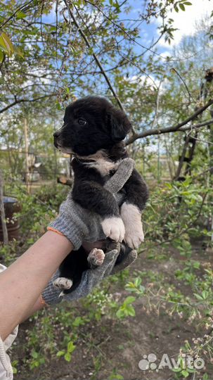 Щенки в добрые руки даром