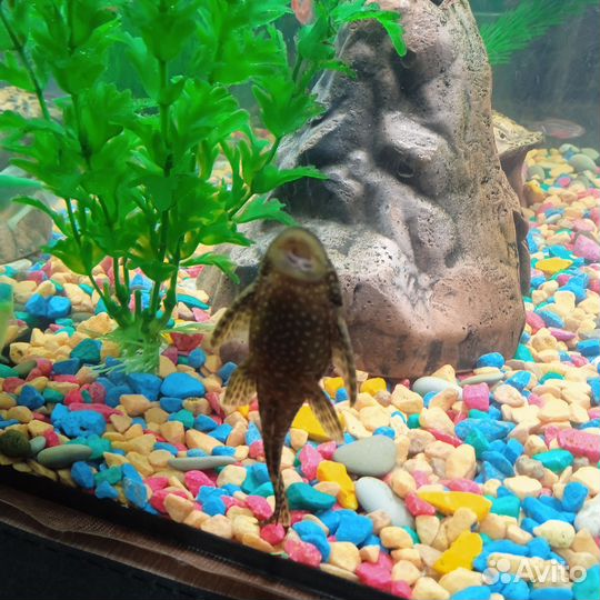 Аквариум с рыбками