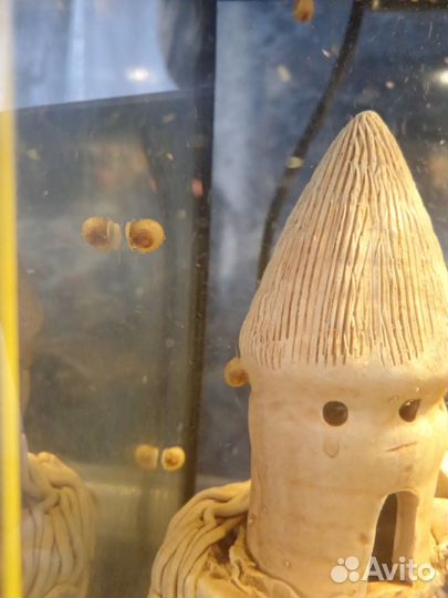 Улитки аквариумные