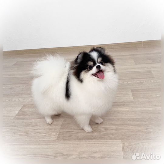 Девочка подросток шпиц