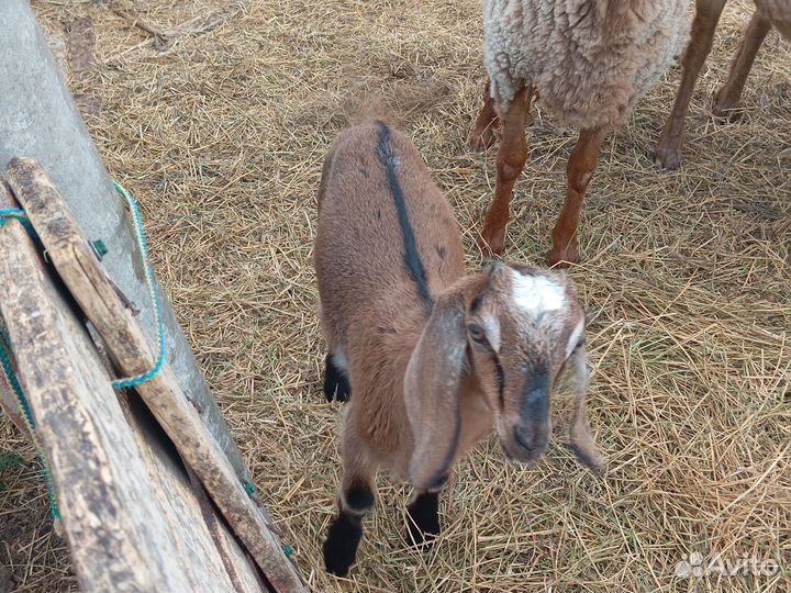 Продам козочек