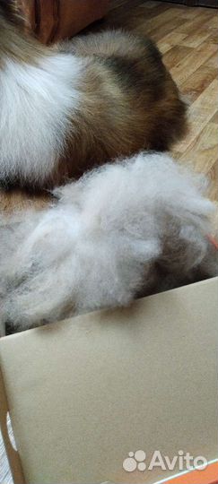 Шерсть собачья Колли 250 г