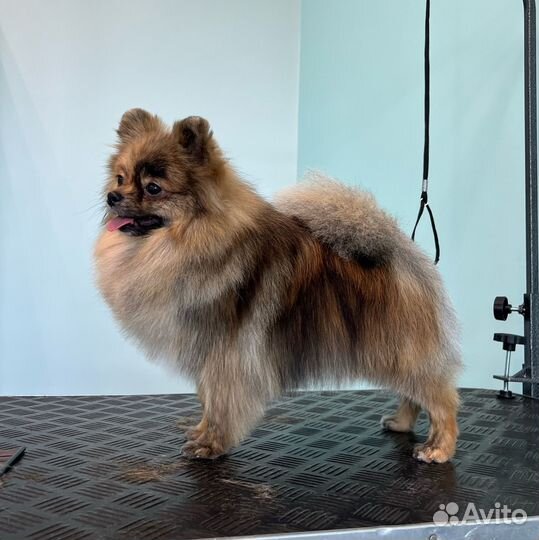 Груминг с любовью для ваших питомцев