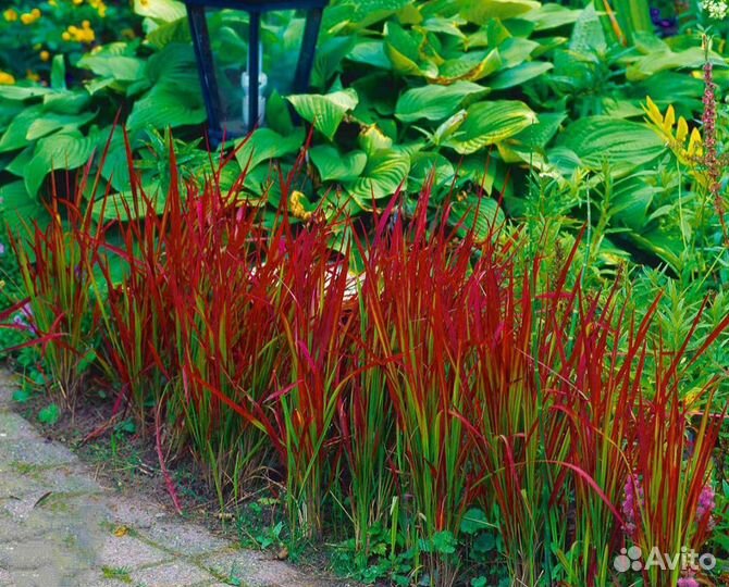 Императа ред baron