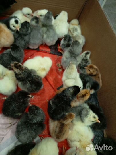 Цыпленок суточный