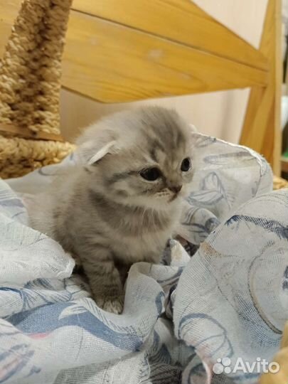 Шотландские вислоухие котята