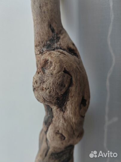 Коряга дрифтвуд