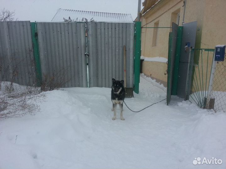 Восточно-европе овчарка.Кобель.Приглашает на вязку