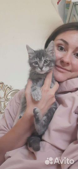 Котенок 2,5мес спокойный