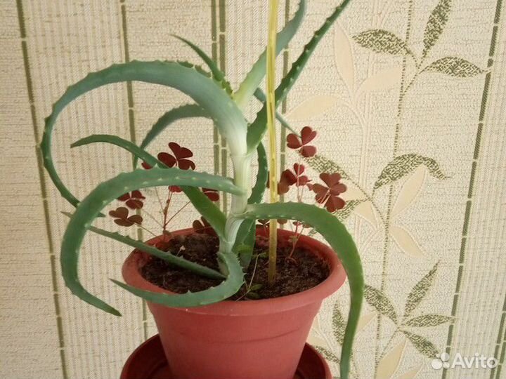 Алоэ столетник