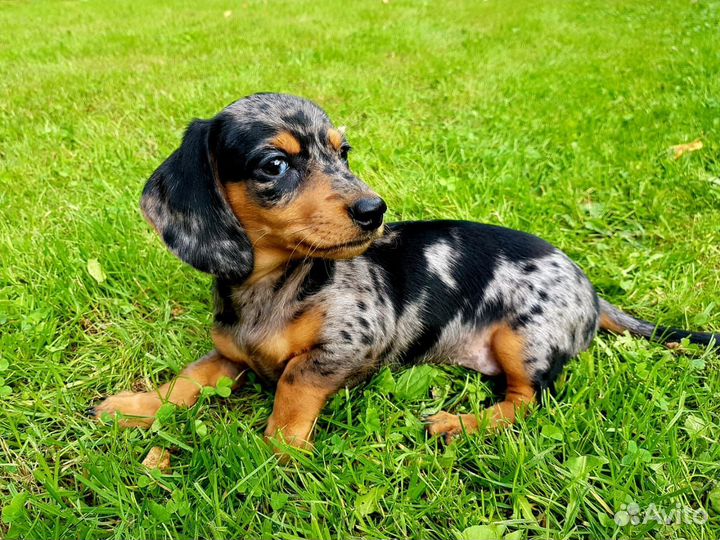 Щенки кроличьей таксы