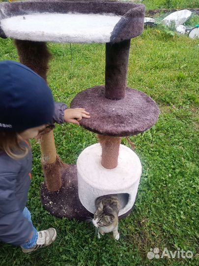 Когтеточка с домиком бу