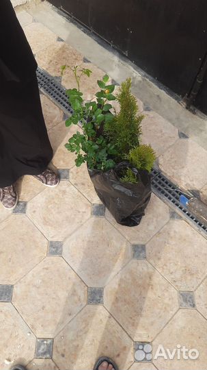 Саженцы роз