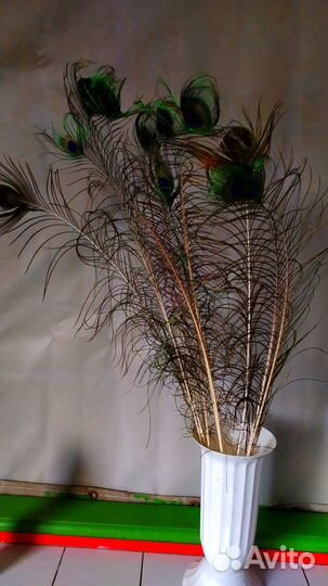 Павлиньи перья