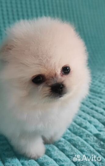 Шпицули лапули