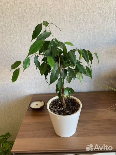 Фикус,комнатные цветы,растения,бенджамина
