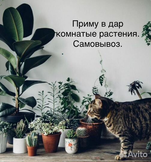 Комнатные растения