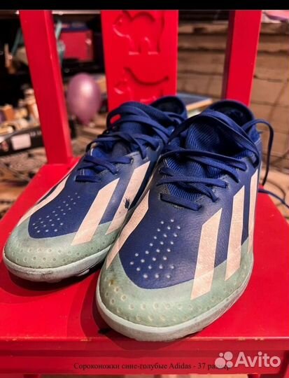 Сороконожки