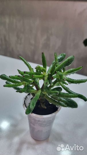 Крассула хоббит