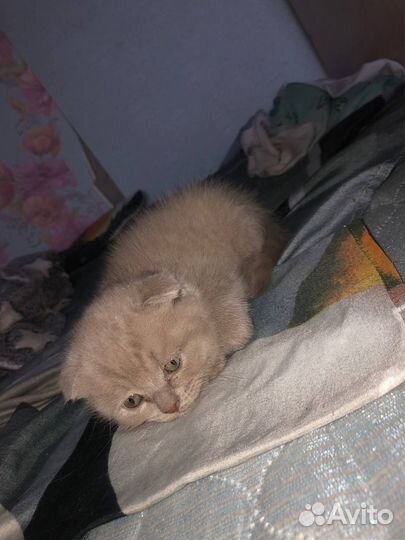 Шотландская