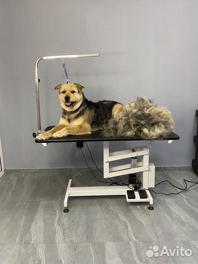 Стрижка собак и кошек