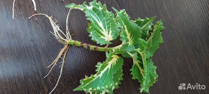 Укорененный колеус