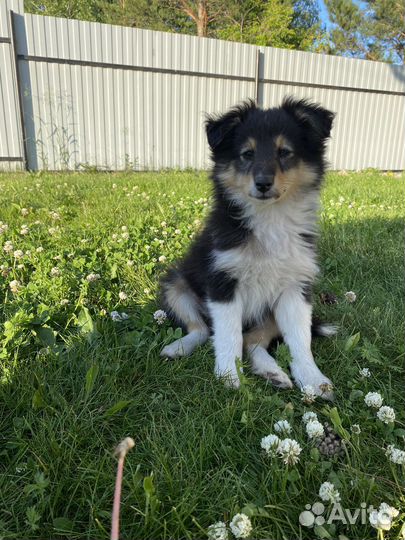 Щенки шелти