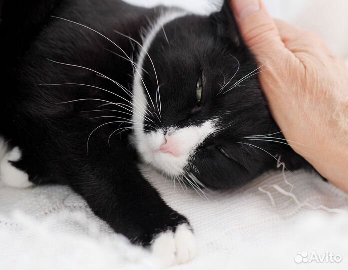 Принцесса ищет семью.Кошка