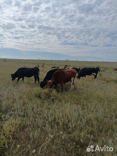 Продам тёлак