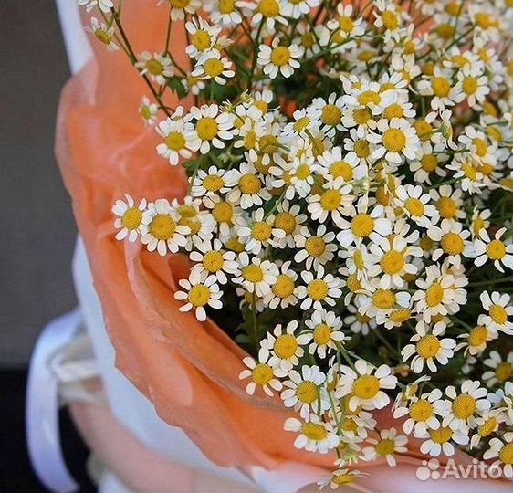 Доставка цветов. Ромашки