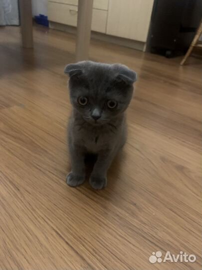 Шотландская кошка