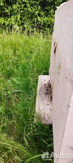 Пчелы с ульями