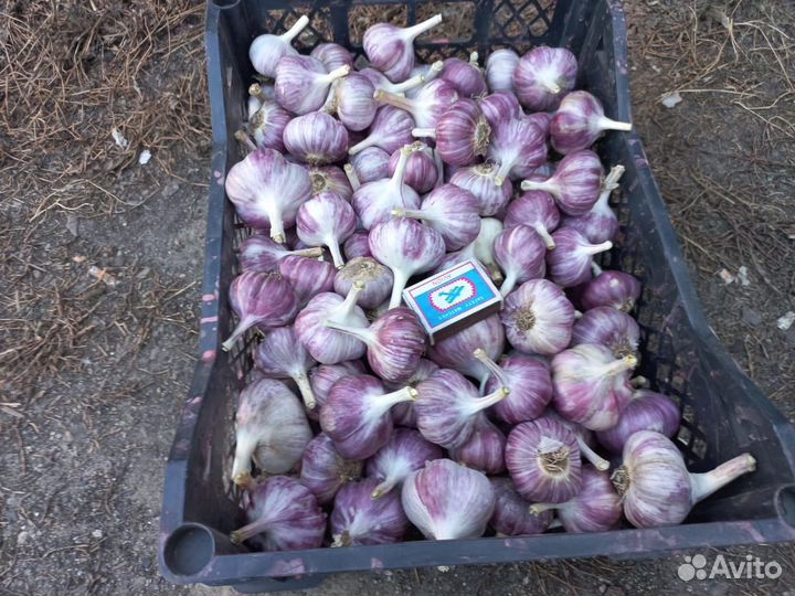 Домашний чеснок