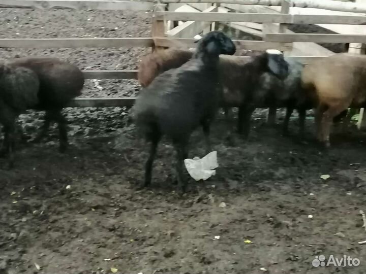 Курдючные бараны