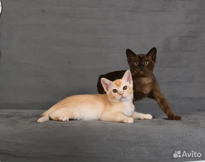 Бурманские котята