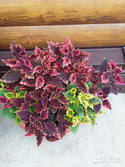 Колеус аватар