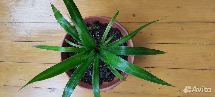 Пандамус пальма