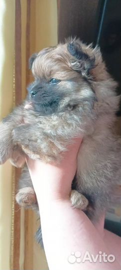 Немецкий шпиц