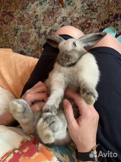 Карликовый кролик с дорогой клеткой