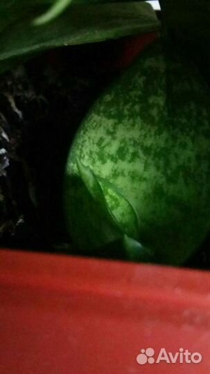 Сансевиерия(комнатные цветы)