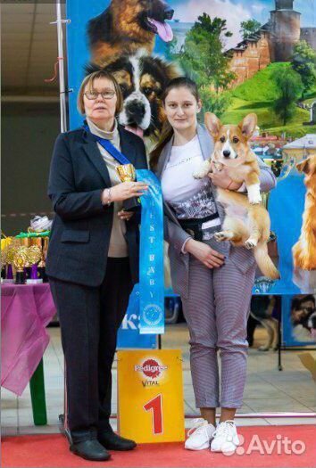 Хендлер, передержка собак, фотосессии