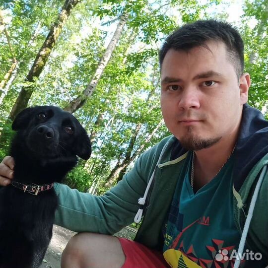 Дрессировка собак