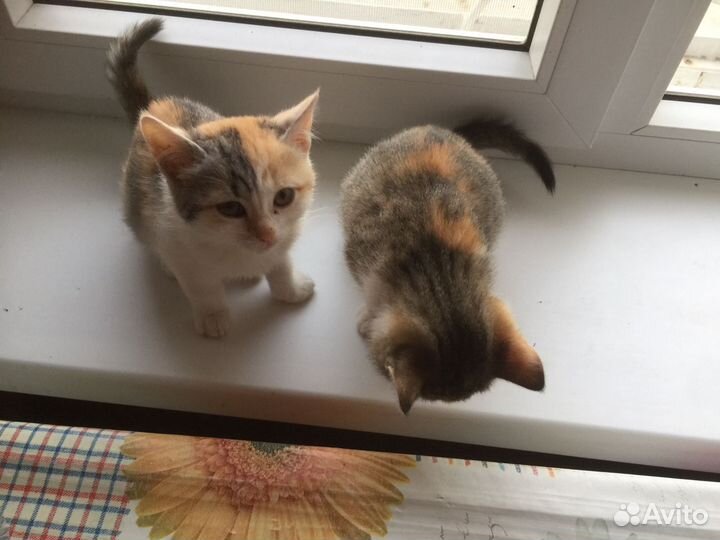 Котята