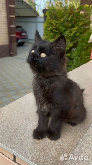 Котёнок