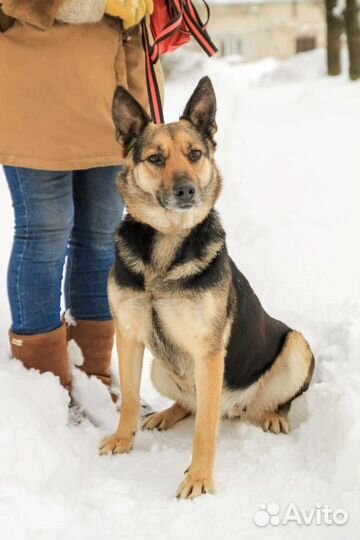 Арина в добрые руки