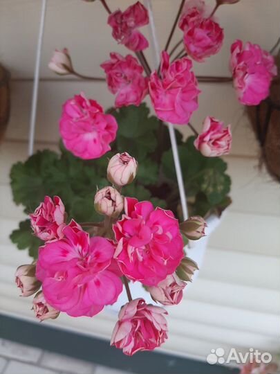 Пеларгония - зонартик