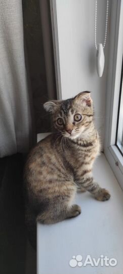 Котёнок девочка