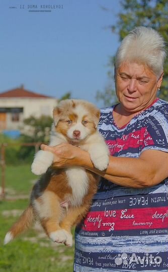 Щенки австралийской овчарки/аусси от питомника