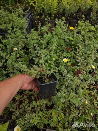 Лапчатка кустарниковая Primrose Beauty