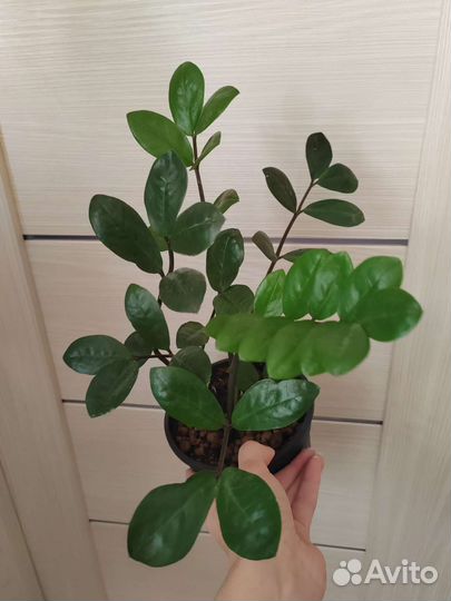 Замиокулькас